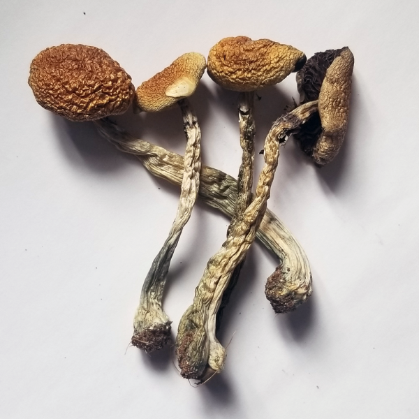 Psilocybe cubensis B+